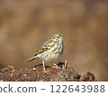 A charming bird on a sunny day 122643988