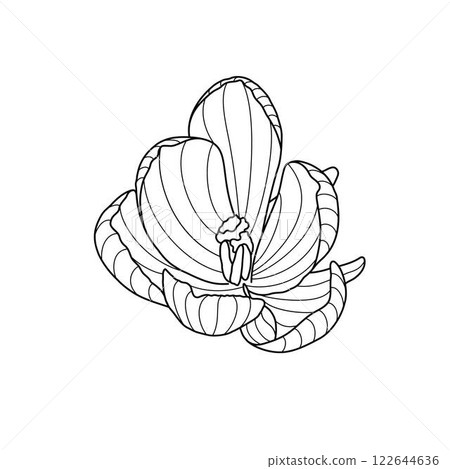 Crocus spring flower tender wildlife plant with stem and leaves, outline hand drawn vector illustration, floral design element, graphic clipart for invitation, card, wedding decor, botanical line art Crocus spring flower tender wildlife plant with stem and leaves, outline hand drawn vector illustration, floral design element, graphic clipart for invitation, card, wedding decor, botanical line art 122644636