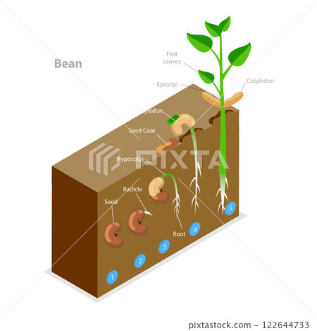 3D Isometric Flat  Illustration of Seed Germination. Item 1 122644733