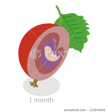 3D Isometric Flat  Illustration of Embryo Monthly Growth Stages. Item 3 122644895
