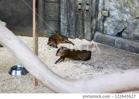 A small brown furry animal is walking steadily on a sandy surface 122645627