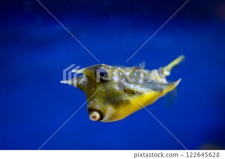 Curious Oceanic Fish with a Distinctive Shape and Coloration that Captivates Enthusiasts 122645628