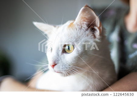 A woman is gently holding a fluffy white cat with striking green eyes A woman is gently holding a fluffy white cat with striking green eyes 122645630