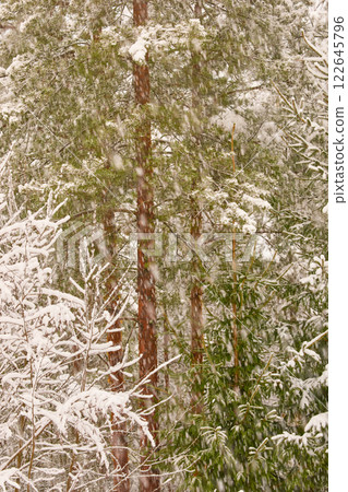 The heavy snowfall in a wild park, winter fairy tale in the forest, snow-covered tree branches, large flakes of snow are slowly falling, nobody, snow storm, blizzard 122645796