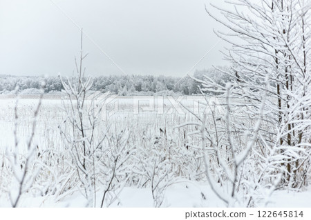 The heavy snowfall in a wild park, winter fairy tale in the forest, snow-covered tree branches, large flakes of snow are slowly falling, nobody, snow storm, blizzard The heavy snowfall in a wild park, winter fairy tale in the forest, snow-covered tree branches, large flakes of snow are slowly falling, nobody, snow storm, blizzard 122645814