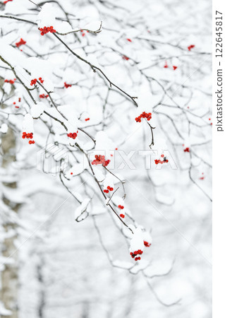 Red rowan berries on snow-covered branches, The heavy snowfall in a wild park, winter fairy tale in the forest, snow-covered tree branches, nobody, snow storm, blizzard Red rowan berries on snow-covered branches, The heavy snowfall in a wild park, winter fairy tale in the forest, snow-covered tree branches, nobody, snow storm, blizzard 122645817