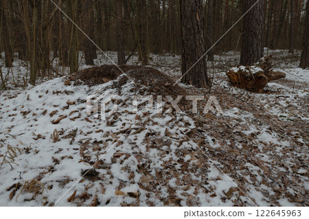Anthill in the winter forest 122645963