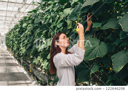 Portrait of biologist botanist at work. Worker collects data about growth of vegetables in greenhouse. Young woman biologist examines, touches stem of cucumber plant in greenhouse. 122646206