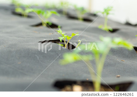 young sprouted tomato plant with several leaves growing out of the ground 122646261