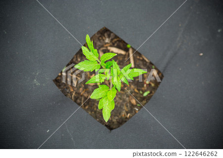 young sprouted tomato plant with several leaves growing out of the ground 122646262