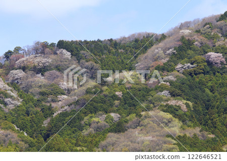 Takamine cherry tree 122646521