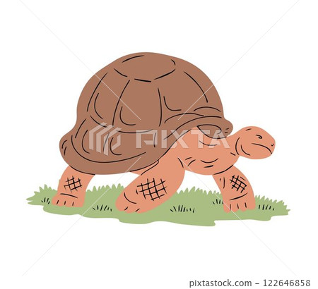Large Galapagos tortoise on white background 122646858