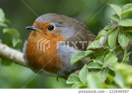 Robin resting on leafy branch with green background Robin resting on leafy branch with green background 122646997