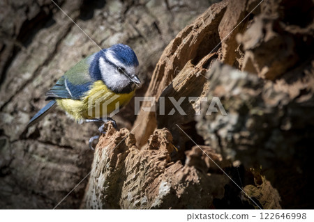 Bluetit perching on base of tree trunk in sunlight Bluetit perching on base of tree trunk in sunlight 122646998