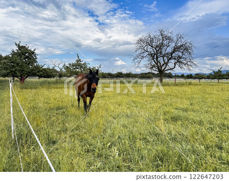 Brown horse is standing in a field of grass Brown horse is standing in a field of grass 122647203