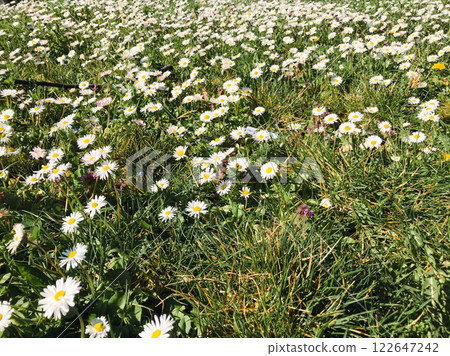Field of white flowers with a few purple flowers in the middle 122647242
