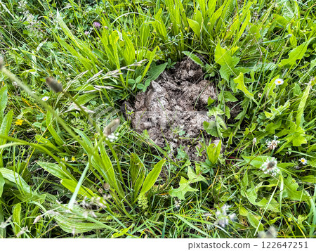 Small brown spot in a green field Small brown spot in a green field 122647251