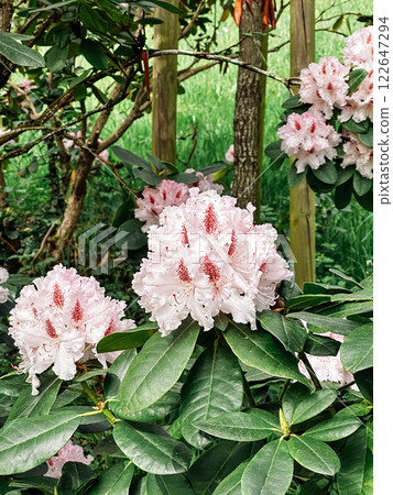 Bunch of pink flowers are blooming in a garden Bunch of pink flowers are blooming in a garden 122647294