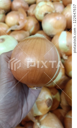 A Fresh onion held in hand, surrounded by many onions, showcasing its smooth skin and round shape 122647637