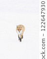 A red fox walking in the winter forest 122647930