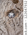 Ezo momonga to put out a face from a burrow 122647932