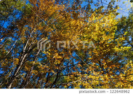 Autumn in Shinshu Nagano: Autumn leaves at Norikura Plateau 122648962
