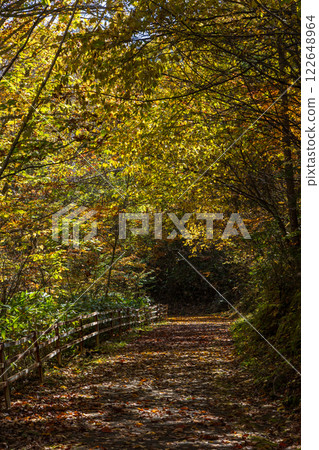 Autumn in Shinshu Nagano: Autumn leaves at Norikura Plateau 122648964