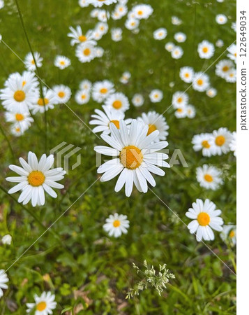 Close-Up of White Blooming Daisies in a Green Spring Meadow 122649034