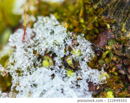 Snow melts and freezes on moss close-up 06 Snow melts and freezes on moss close-up 06 122649163