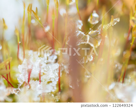 Melted snow creates water droplets on moss sprouts05 Melted snow creates water droplets on moss sprouts05 122649324