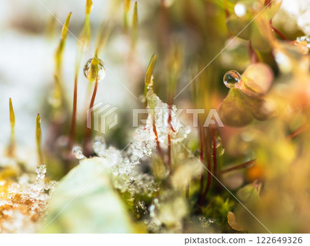 Melting snow creates water droplets on moss sprouts13 122649326