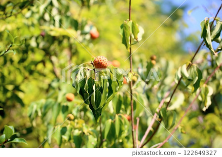 Colorful dogwood fruits 122649327