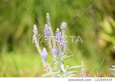 Refreshing toteiran flowers 122649334