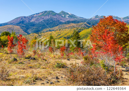 Autumn in Shinshu Nagano - Autumn leaves at Norikura Plateau - Large maple tree Autumn in Shinshu Nagano - Autumn leaves at Norikura Plateau - Large maple tree 122649364