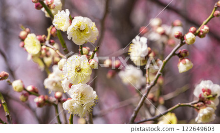 白梅花 白梅花 122649603