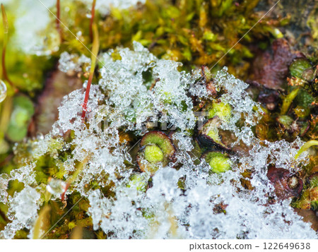 Snow melts and freezes on moss Close-up 15 122649638