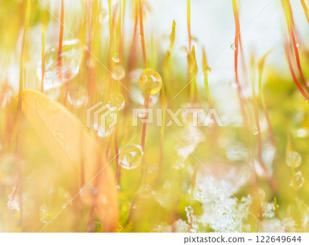 Melting snow creates water droplets on moss sprouts20 Melting snow creates water droplets on moss sprouts20 122649644