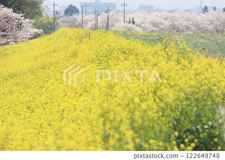 油菜花與櫻花的交相輝映（2023年3月30日） 可以享受寧靜春日的油菜花田 122649748