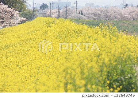 油菜花和櫻花的交相輝映（2023年3月30日） 可以享受寧靜春日的油菜花田 122649749