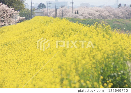油菜花和櫻花的交相輝映（2023年3月30日）關東地區寧靜的春日油菜花田 122649750