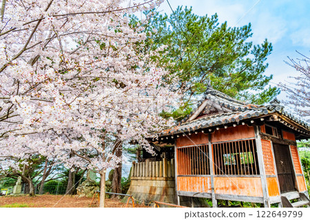 Onomichi: Cherry blossoms in full bloom at Senkoji Park 122649799