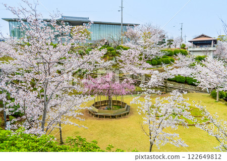 Onomichi: Cherry blossoms in full bloom at Senkoji Park 122649812