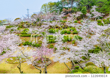 尾道：千光寺公園櫻花盛開 122649814