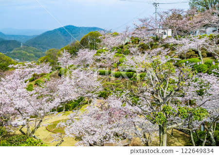 Onomichi: Cherry blossoms in full bloom at Senkoji Park 122649834