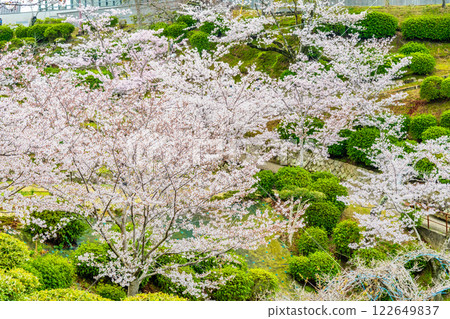 Onomichi: Cherry blossoms in full bloom at Senkoji Park 122649837