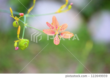 Hiougi flower Hiougi flower 122649939