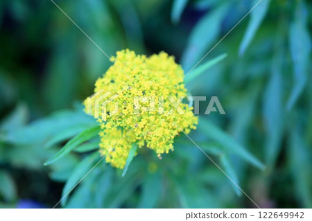 Beautiful sea cucumber flower Beautiful sea cucumber flower 122649942