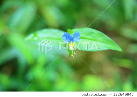 可愛鴨跖草花 122649945