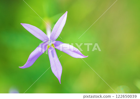 Flowers around the house, various in all seasons. Small, star-shaped purple star thistles are blooming in the flowerbed in the park. 122650039