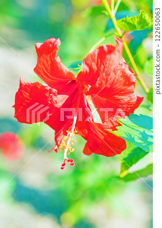 Flowers around the house, various seasonal plants, colorful tropical flowers, hibiscus, have bloomed 122650063